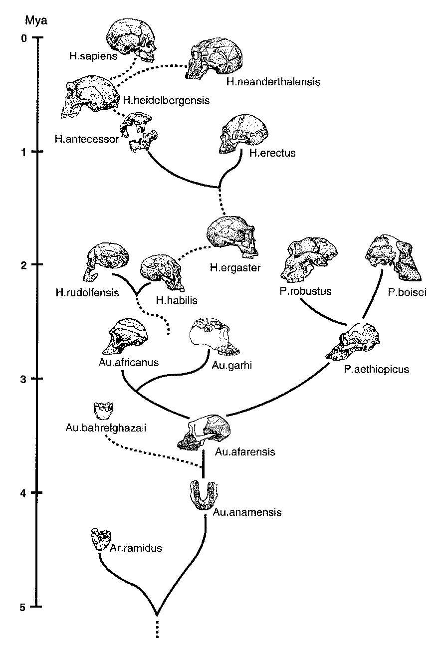 Hominid family tree