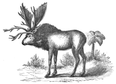 Sivatherium