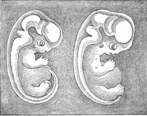 Embryos