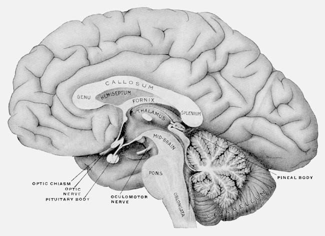 Diagram of human brain