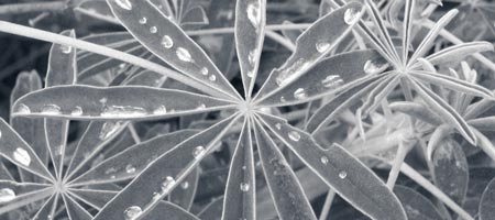 Lupine leaves